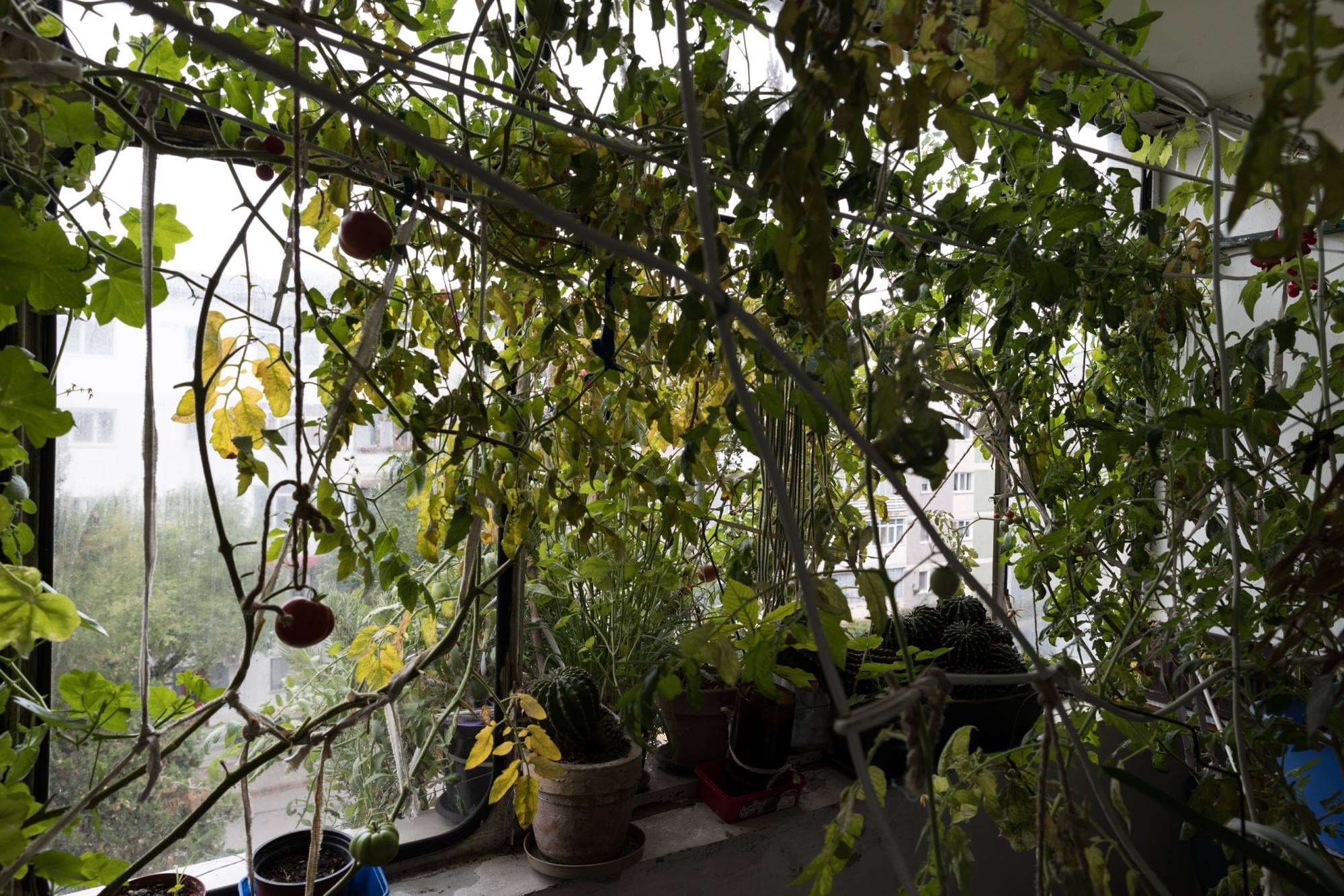 grădina din balcon